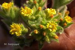 Nanothamnus sericeus